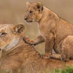 Lioness-cub-Twiga-Tours-1060-WM