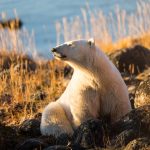 Churchill-Wild_Credit-Liz-Tran_1434_TMB-USE-ONLY-2