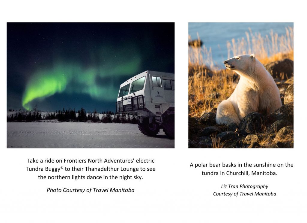 Walking With Wild Polar Bears: How A Dramatic, Arctic Safari Will