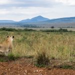 <strong>10 Surprises from African Safaris</strong> 