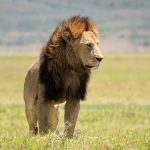10 Amazing Lion Facts