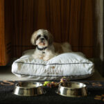 47752-sebmi-int-dog-amenity-cp-credit-secrets-hotels-and-spa-resorts (1)