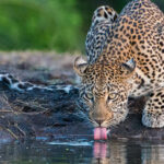 SABI SABI Leopard (143)
