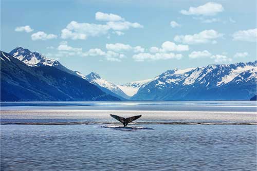 whale tail peeking out of water surrounded by glacial mountains in alaska