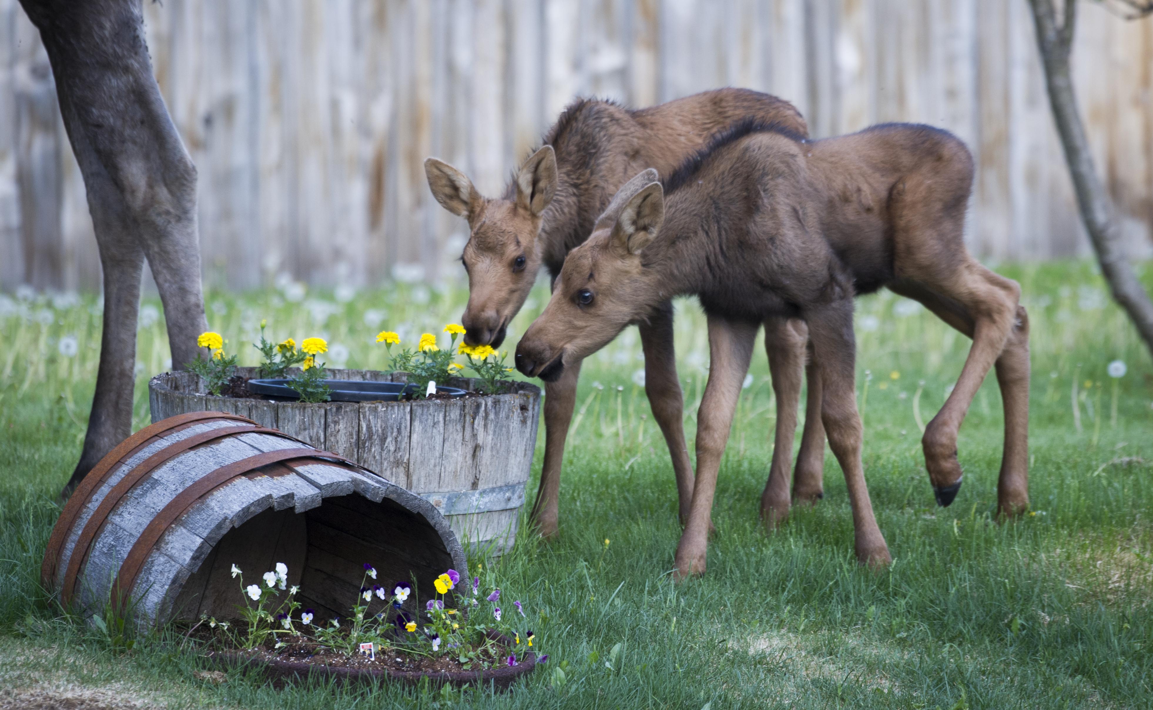 neighborhood_calf_moose_flowers_4941
